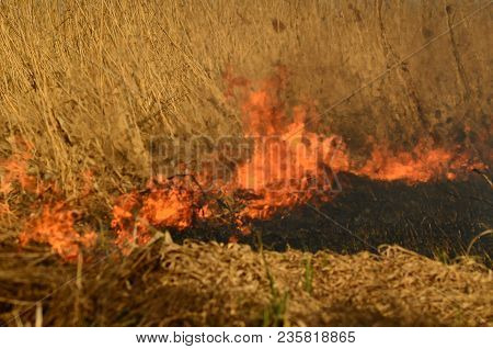 Coastal Zone Of Marsh Creek, Strong Smoke From Fire Of Liana Overgrowth. Spring Fires Of Dry Reeds D