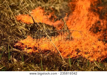 Coastal Zone Of Marsh Creek, Strong Smoke From Fire Of Liana Overgrowth. Spring Fires Of Dry Reeds D
