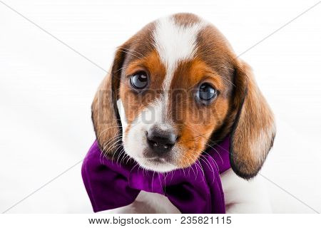 Dachshund Dog Piebald Colour Studio Quality Light