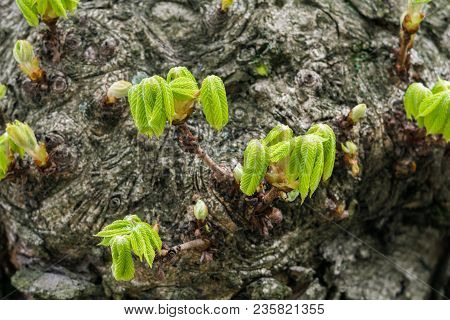 Close-up Of Green Leaves Of A Blooming Chestnut Tree In Spring.
View To A Beautiful Blooming Chestnu