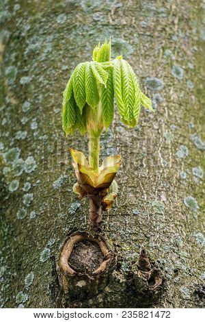 Close-up Of Green Leaves Of A Blooming Chestnut Tree In Spring.
View To A Beautiful Blooming Chestnu