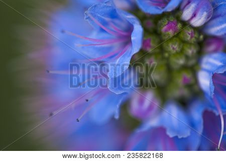 Flora Of Gran Canaria -   Echium Callithyrsum, Blue Bugloss Endemic To The Island