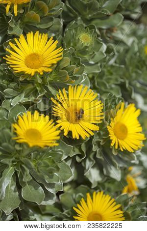 Flora Of Fuerteventura - Asteriscus Sericeus, Canary Island Daisy, Silky Asteriscus