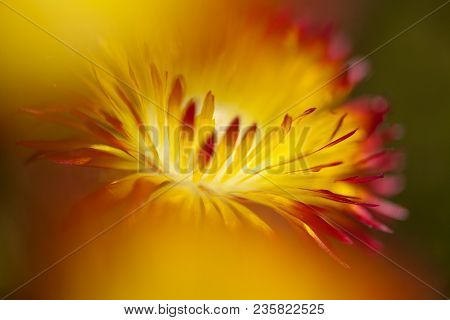 Floral Background Of Drosanthemum Bicolor, Succulent Native To South Africa