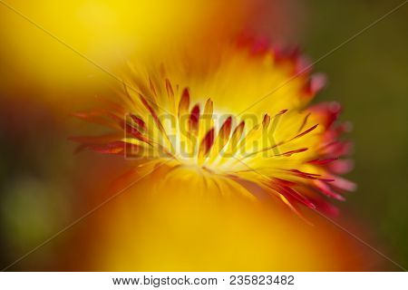 Floral Background Of Drosanthemum Bicolor, Succulent Native To South Africa