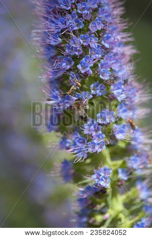 Flora Of Gran Canaria - Floral Background With Echium Callithyrsum, Blue Bugloss Of Gran Canaria