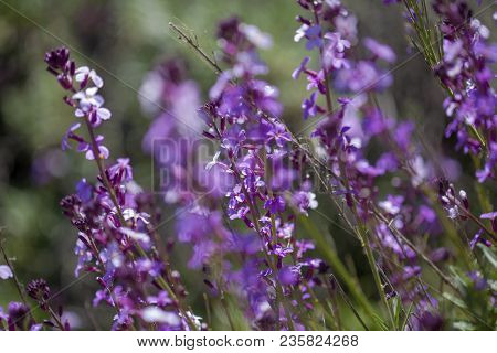 Flora Of Gran Canaria - Natural Macro Background Of  Erysimum Albescens, Endemic To The Island