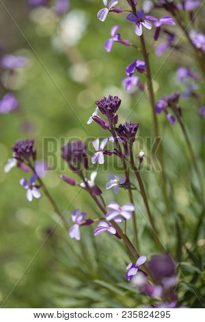 Flora Of Gran Canaria - Natural Macro Background Of  Erysimum Albescens, Endemic To The Island