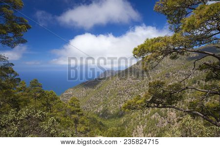 Gran Canaria, March, Tamadaba Nature Reserve, Pine Forest