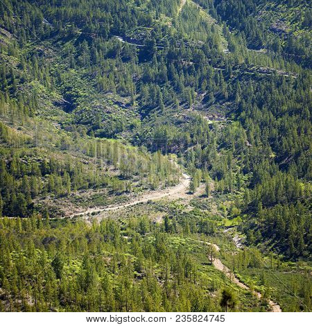 Gran Canaria, March - Reforestated Areas On Borders Of Tamadaba Nature Resort, Young Pine Trees Of S