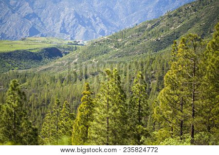 Gran Canaria, March - Reforestated Areas On Borders Of Tamadaba Nature Resort, Young Pine Trees Of S