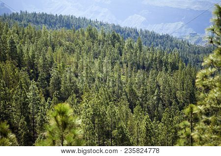 Gran Canaria, March - Reforestated Areas On Borders Of Tamadaba Nature Resort, Young Pine Trees Of S