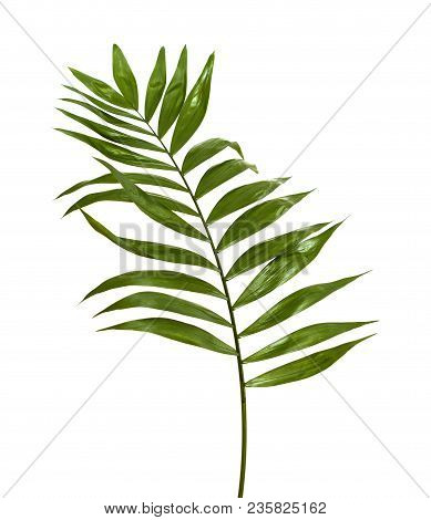 Chamaedorea Elegans, Popular Florist Bouquet Filler Leaf Isolated On White Background