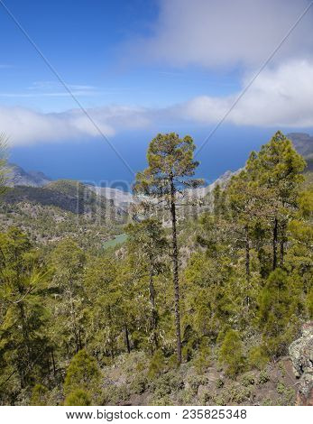 Gran Canaria, March, Tamadaba Nature Reserve, Pine Forest