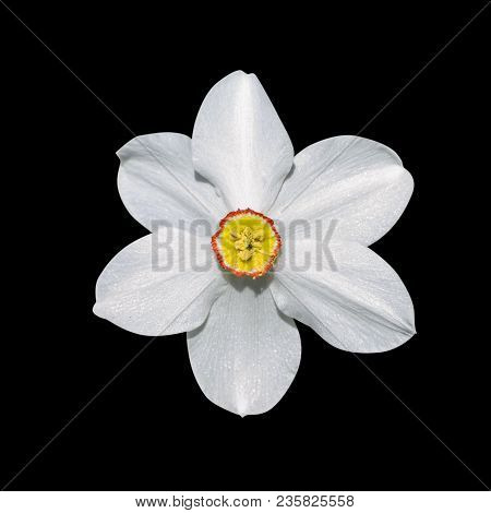 Flowers Narcissus Isolated On Black Background Nature Macro Photo