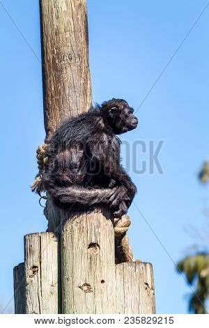 Jerusalem, Israel - January 23: Black Spider Monkey Sitting On Top Of The Pillar In Biblical Zoo In 