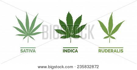 Cannabis Sativa, Indica And Ruderalis Leaves On White Background