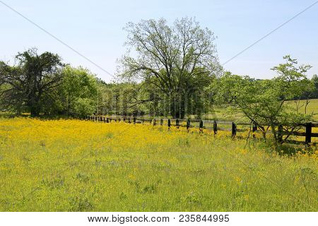 Lovely Spring Has Sprung In Brenham, Tx