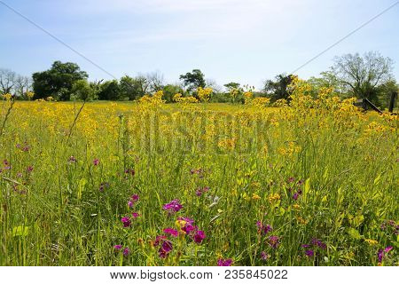 Lovely Spring Has Sprung In Brenham, Tx
