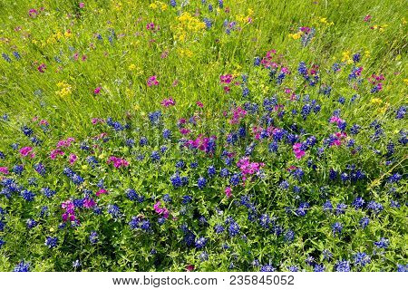 Lovely Spring Has Sprung In Brenham, Tx