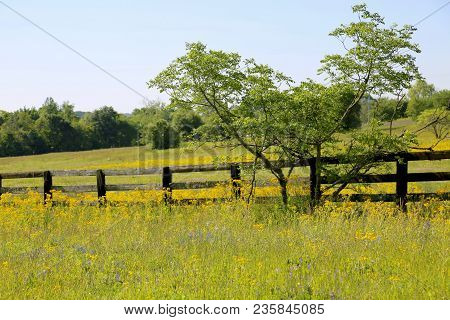 Lovely Spring Has Sprung In Brenham, Tx