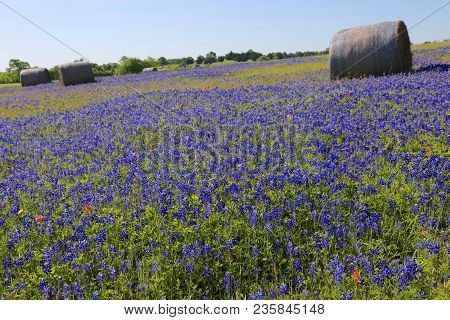 Lovely Spring Has Sprung In Brenham, Tx