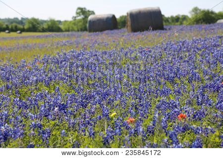 Lovely Spring Has Sprung In Brenham, Tx