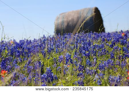 Lovely Spring Has Sprung In Brenham, Tx