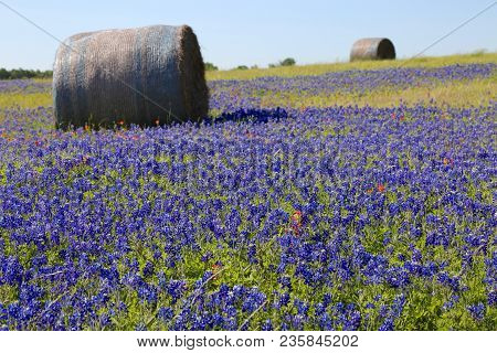 Lovely Spring Has Sprung In Brenham, Tx