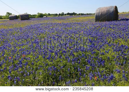 Lovely Spring Has Sprung In Brenham, Tx