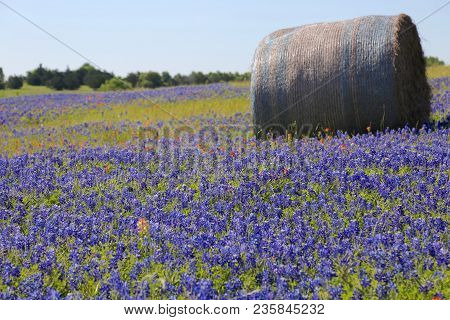 Lovely Spring Has Sprung In Brenham, Tx