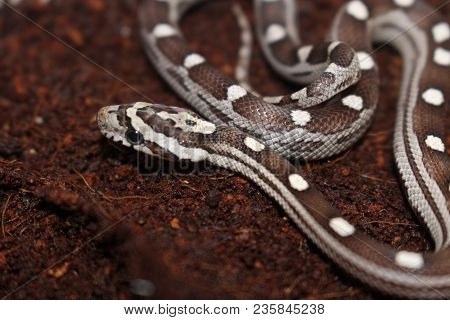 Portrait Of A Beautiful Corn Snake Very Common Pet Snake
