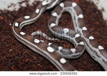 Portrait Of A Beautiful Corn Snake Very Common Pet Snake