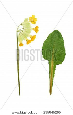 Pressed And Dried Maroon Primrose Flowers - Primula Polyanthus. Isolated On White Background. For Us
