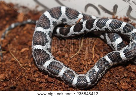 Portrait Of A Beautiful Corn Snake Very Common Pet Snake