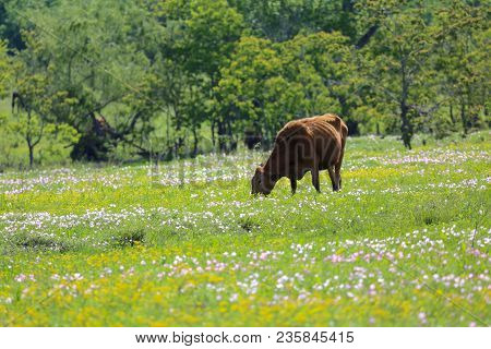 Lovely Spring Has Sprung In Brenham, Tx