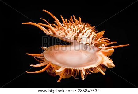 Orange Spiny Oyster Shell Found In The Warm Waters Of The Sea Of Cortez.
