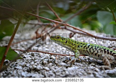The Green Lizard With Long Tail Enjoys The Sun. Creepy In The Wild Nature. Wild Life Next To Man