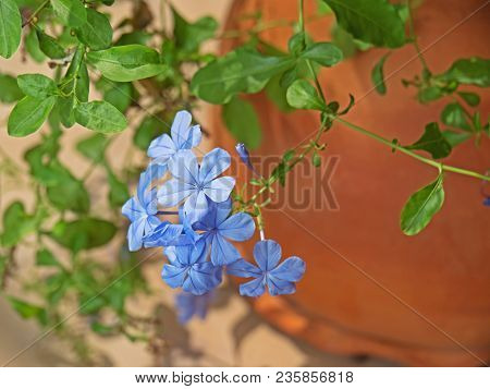 Closeup Cape Leadwort Or Plumbago Auriculata Isolated On Nature Background