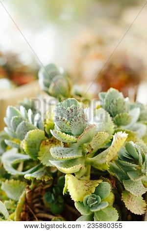 Colorful Succulent Plants Outdoors Close Up Sunday