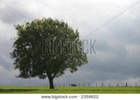 Faggio solitario