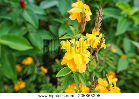 Close-up Yellow Flowers As A Background. Flora Background. Blooming Crossandra (crossandra Infundibu