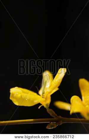 A Chrysoperla Carnea, Known As The Common Green Lacewing, Sitting On Wet Yellow Blossom. Photo On Da