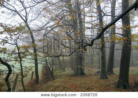 Autumn Mist