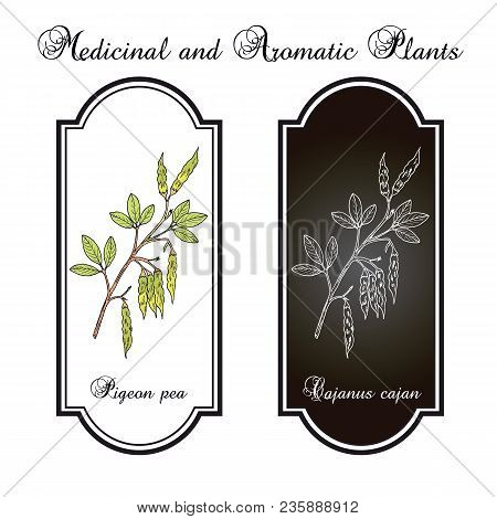 Pigeon Pea Cajanus Cajan , Medicinal Plant. Hand Drawn Botanical Vector Illustration
