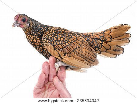 Golden Sebright Chicken In Front Of White Background