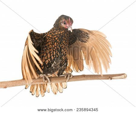 Golden Sebright Chicken In Front Of White Background