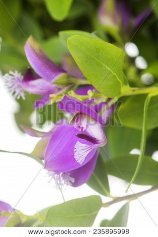 Polygala Myrtifolia In Front Of White Background