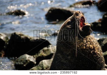 Fur Seal At Godthul