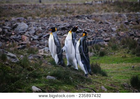 Fortuna Bay, South Georgia, Is Home To One Of The Largest King Penguin Rookeries On The Island. Here